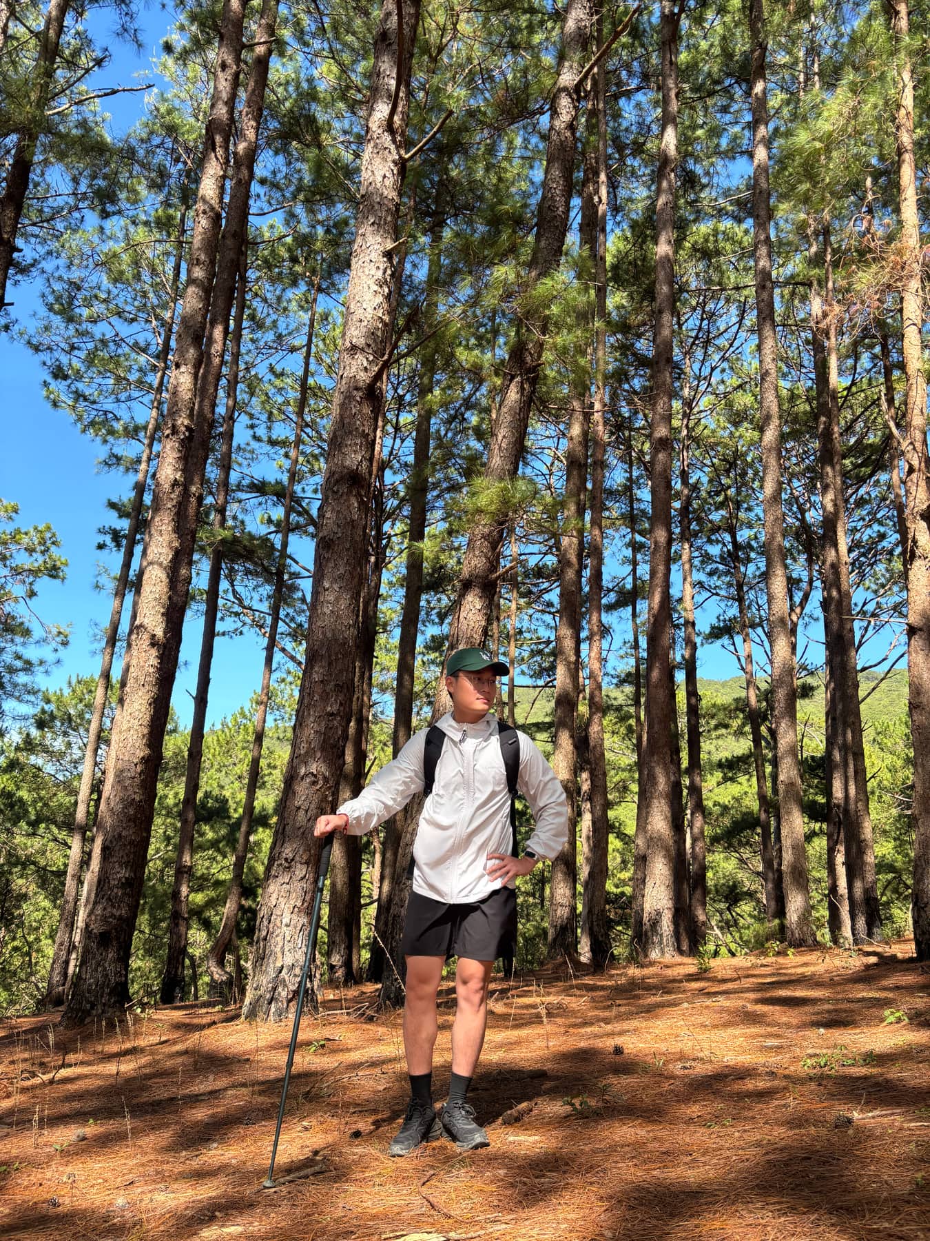 A hiker with a trekking pole standing among tall pines on a carpet of needles